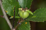 Dwarf hawthorn